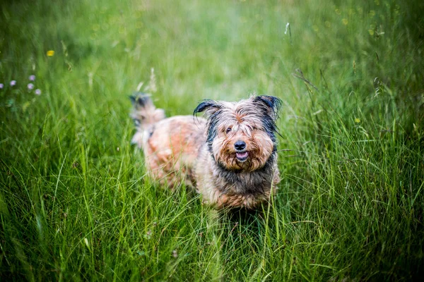 可爱的狗在绿草上 — 图库照片