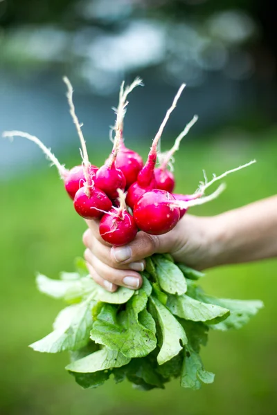 hand holding a bunch of red radish