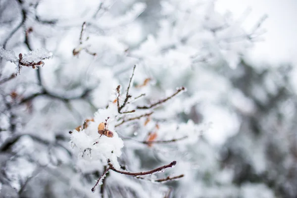 Schneebedeckte Äste Von Bäumen Wald — Stockfoto