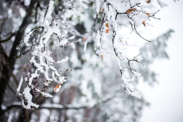 Árvores Cobertas Neve Floresta — Fotografia de Stock