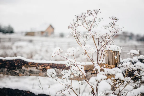 Schöne Winterlandschaft Mit Schnee — Stockfoto