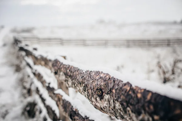 Árboles Cubiertos Nieve Bosque — Foto de Stock