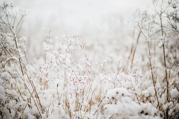 Árvores Cobertas Neve Floresta — Fotografia de Stock