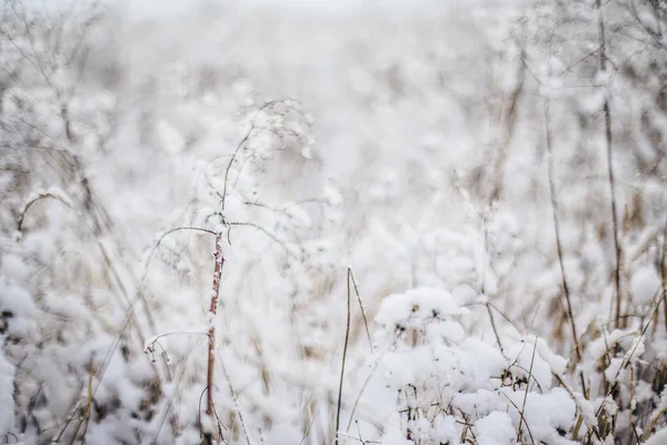 Hierba Cubierta Nieve Bosque — Foto de Stock