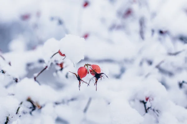 Rote Beeren Auf Einem Zweig — Stockfoto