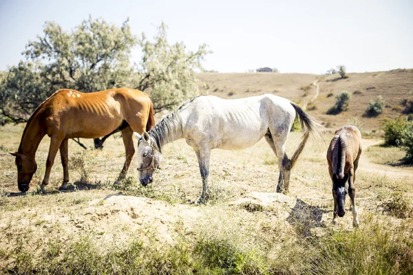 a herd of horses grazing in the desert