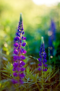 Karpat Dağları'nda kış