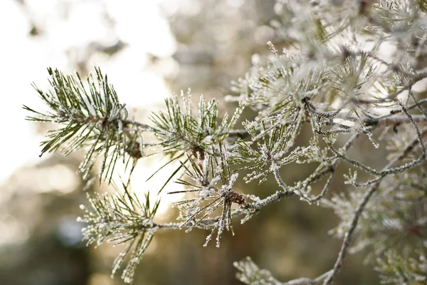 Winter Den Karpaten — Stockfoto