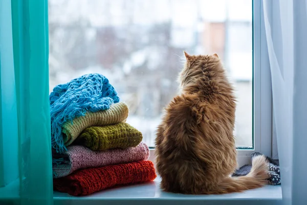Кіт на вікні Стокова Картинка
