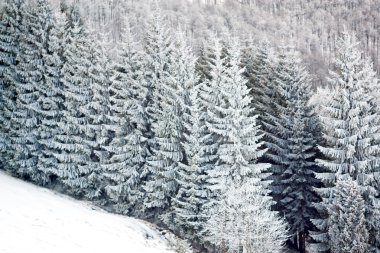 Çayır Sheshul Chornohora