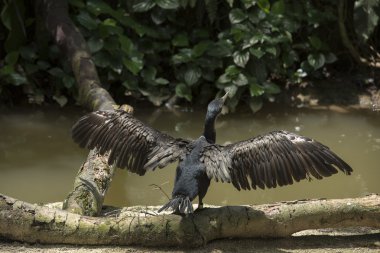 Islık yayılır ördek kanatlarını göster kapalı benekli