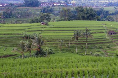 Teraslı pirinç Paddies Endonezya