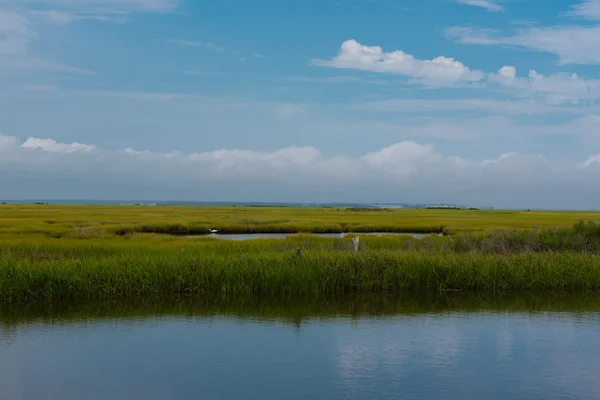 Wetlands with an Egret in the Water — Stock Photo, Image