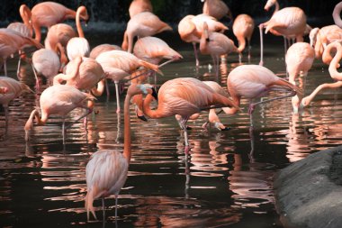 Singapur Hayvanat Bahçesi pembe flamingolar