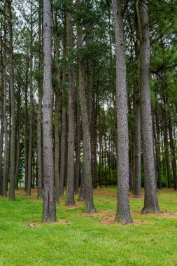 St Michaels, Tıp Fakültesi 'nde baharda çekilen yüksek ağaçların dikey çekimi..
