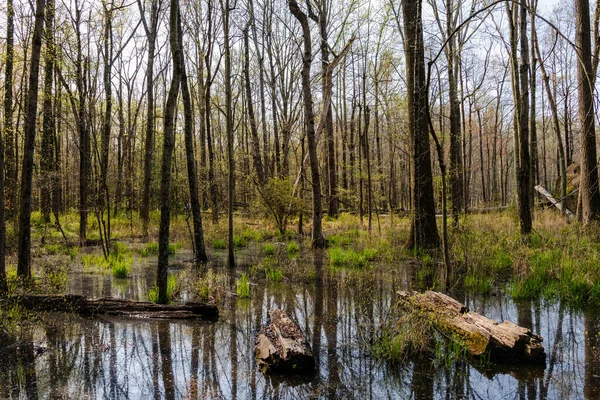 Alexandria, Virginia 'daki Huntley Meadows parkında geniş açılı bir bataklık fotoğrafı..