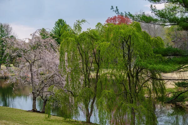 Meadowlark Botanik Bahçeleri 'nde Japon Kiraz Çiçeği ve Ağlayan Söğüt Ağaçları' nın fotoğrafı.