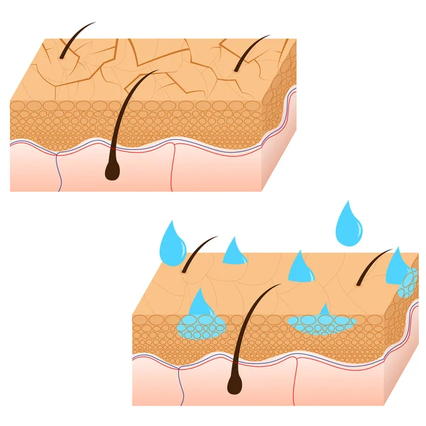 Hydratation de la peau vue de section . — Image vectorielle