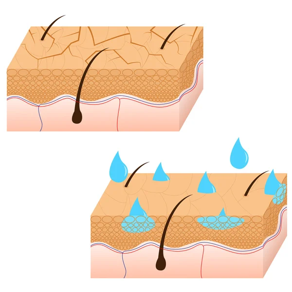 皮肤水化剖面图. — 图库矢量图片