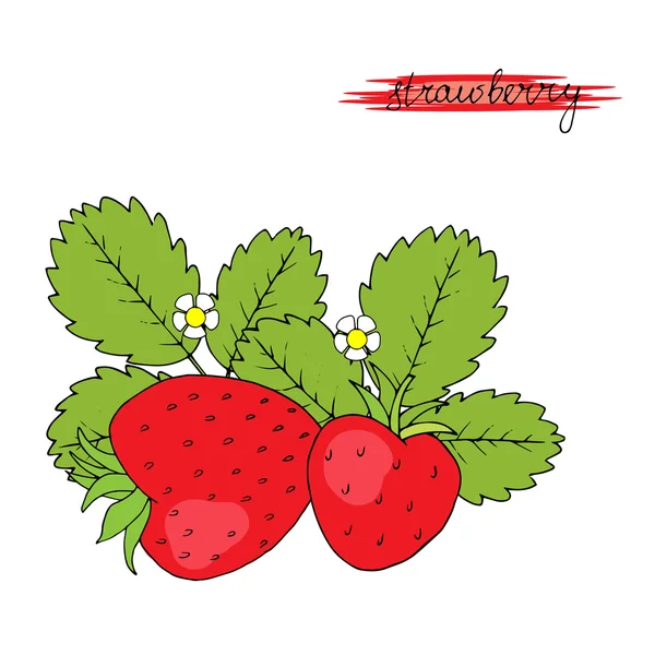 Handgezeichnete Erdbeeren. — Stockvektor