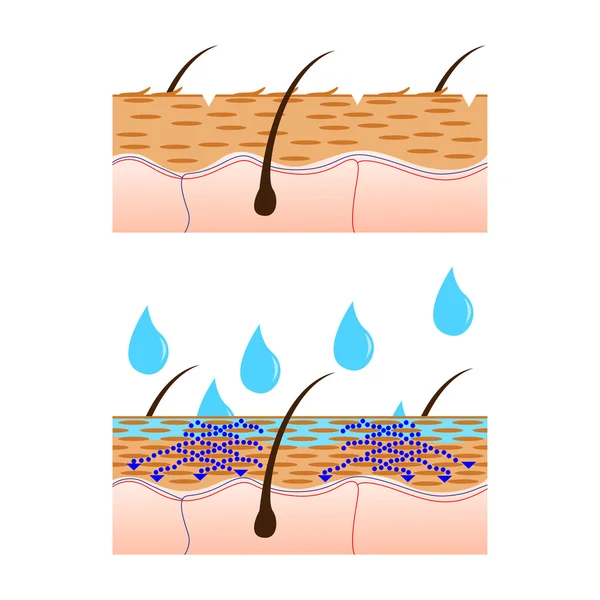 Aanzicht van de hydratatie van de huid. — Stockvector