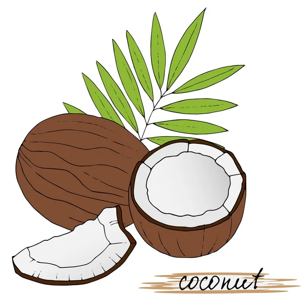 Cocos dibujados a mano con hojas sobre fondo blanco . — Vector de stock