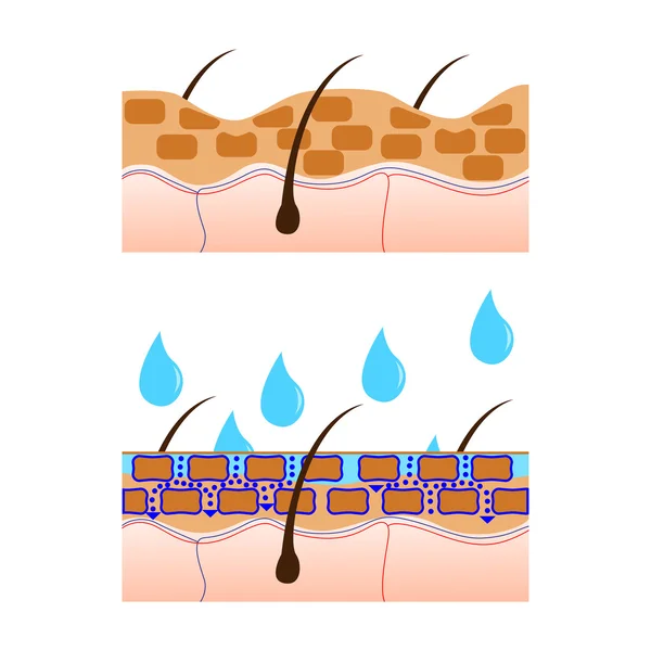 Aanzicht van de hydratatie van de huid. — Stockvector