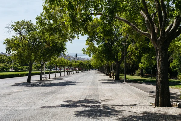Park sokak ağaçları ya da Parque Eduardo VII, Lisbon, Portekiz