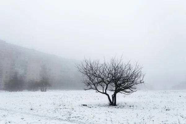 Одно дерево, стоящее посреди поля. Везде в тумане. На фоне серое здание . — стоковое фото