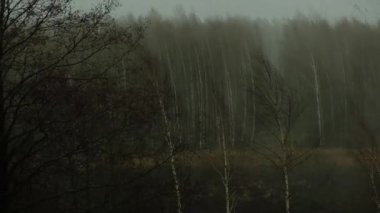 Fırtına, yağmur, dolu bahar ormanı üzerinde güçlü bir rüzgar. Doğa.