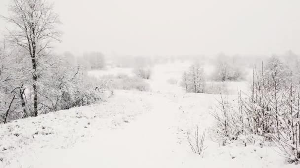 Первый снег. Начало зимы. Снежная погода в лесу — стоковое видео