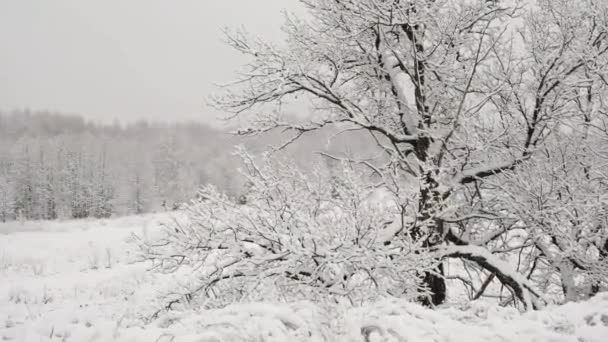 Первый снег. Начало зимы. Снежная погода в лесу — стоковое видео