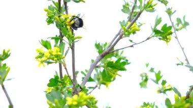 Bir yaban arısı sarı bir çiçeğe uçtu. Bahar bahçesinde çiçek açan bir bitki türü..
