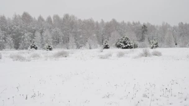 Снежная зима в России. Зимний холод в лесу, снегопад, волшебный лес — стоковое видео