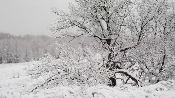 Zima śnieżna w Rosji. Zimowy chłód w lesie, opady śniegu, las bajki — Wideo stockowe