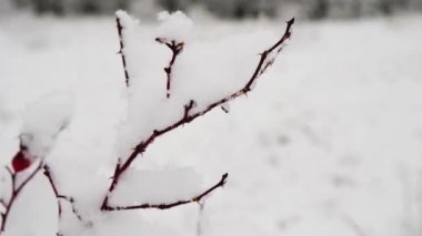 Tüylü ilk karla kaplı gül ağacı dalları. Ormanda kış soğuk, kar yağışı, peri ormanı