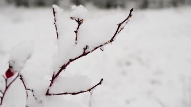 Ramas de rosa mosqueta cubiertas de primera nieve esponjosa. Frío de invierno en el bosque, nevadas, bosque de hadas — Vídeo de stock