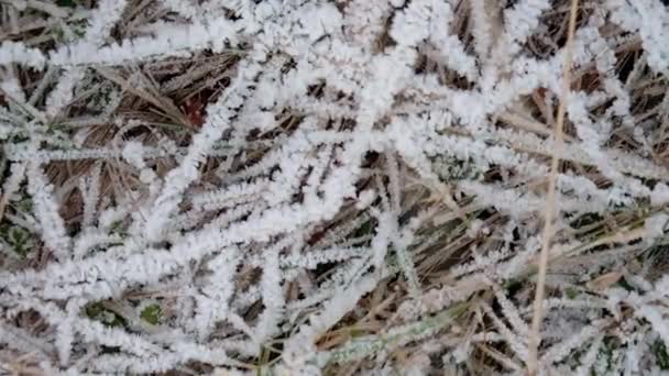 干草上的第一场霜冻.十一月，冬天很冷 — 图库视频影像