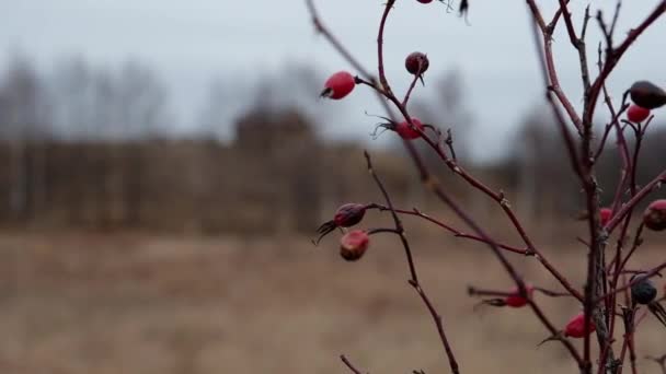 Τριανταφυλλιά σε κλαδί στα τέλη του φθινοπώρου. Βιταμίνες, τσάι, φθινόπωρο — Αρχείο Βίντεο