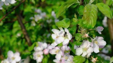  Çiçek açan elma ağacı, yakın plan çiçek açan bahar çiçeği, güzel, güneşli çiçek arkaplanı. Kartpostal, takvim, tazelik.
