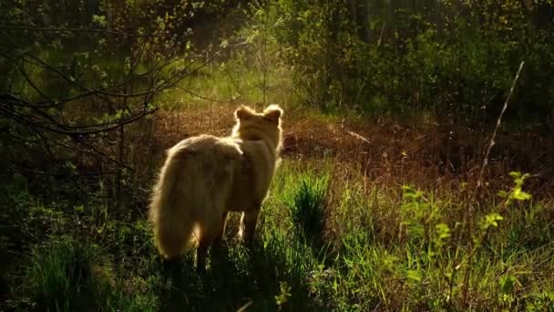 Primavera en el bosque. Camina con tu mascota. El perro come hierba verde fresca. Mañana soleada — Vídeos de Stock