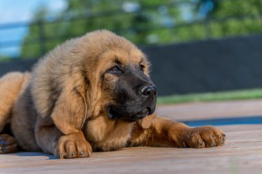 Tibet Mastiff. Köpek yavrusu.