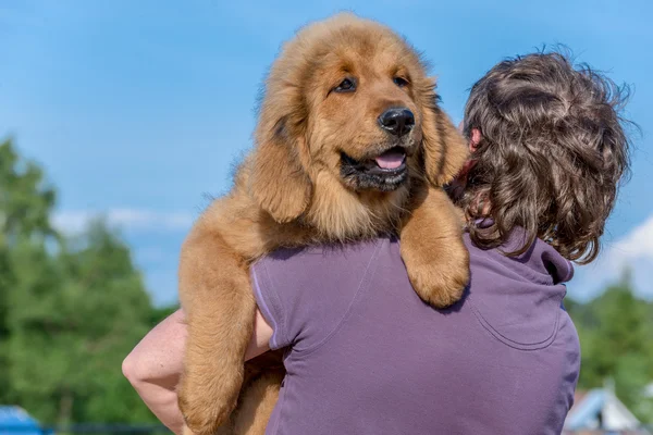 Die tibetische Dogge. Welpen. — Stockfoto