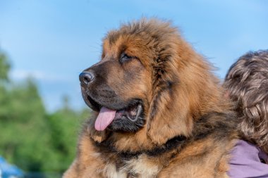 Tibet Mastiff. Köpek yavrusu.
