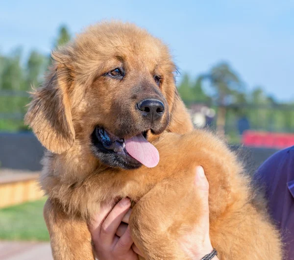 Die tibetische Dogge. Welpen. — Stockfoto