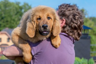 Tibet Mastiff. Köpek yavrusu.
