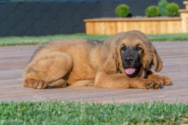 Tibet Mastiff. Köpek yavrusu.