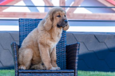 Tibet Mastiff. Köpek yavrusu sandalyeye oturur.