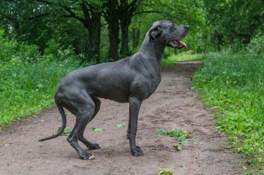 Büyük köpek parkta yürüyor.