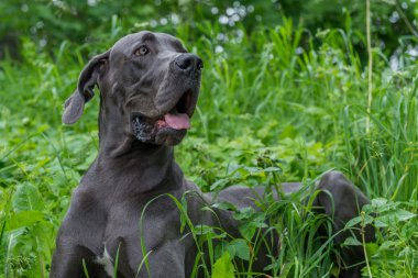 Büyük köpek parkta yürüyor.